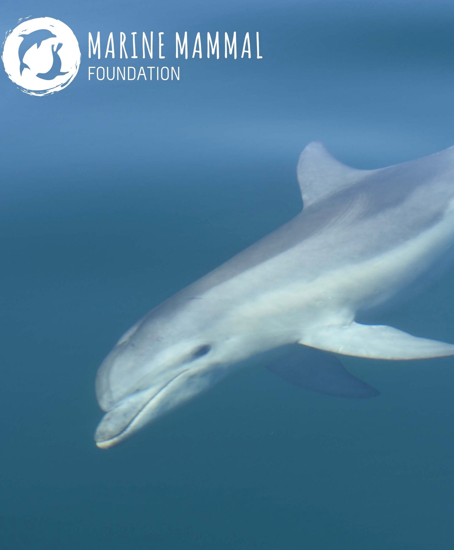 Cap - Burrunan Dolphin